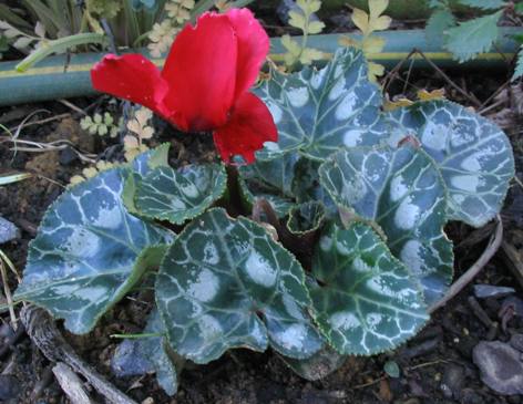 راهنمای نگهداری و پرورش گیاهان آپارتمانی - سیکلامن پرسیکوم